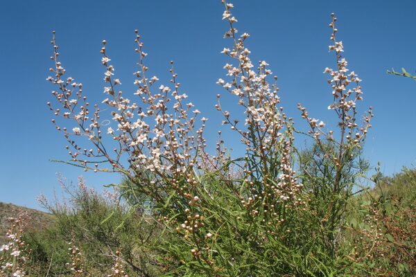 Растения Казахстана с фото и описанием - Таволгоцвет Шренка