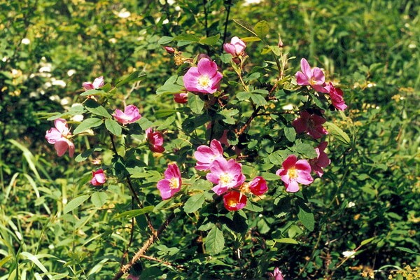 Растения Казахстана с фото и описанием - Шиповник иглистый