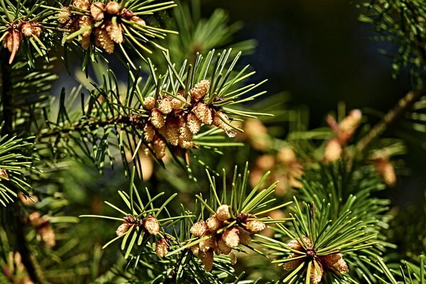 Растения Куршской косы с фото и описанием - Сосна чёрная