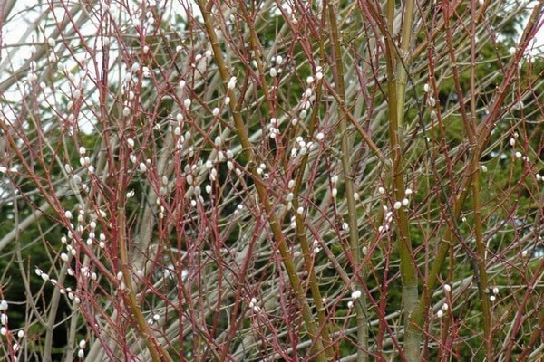 Растения Куршской косы с фото и описанием - Ива волчниковая