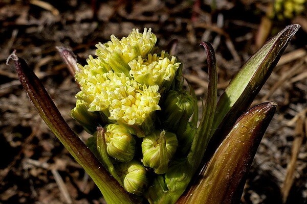 Растения Куршской косы с фото и описанием - Белокопытник ложный