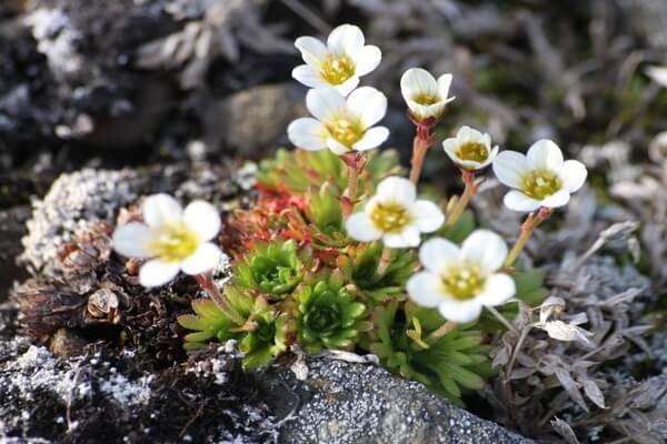 Растения Гренландии - Камнеломка