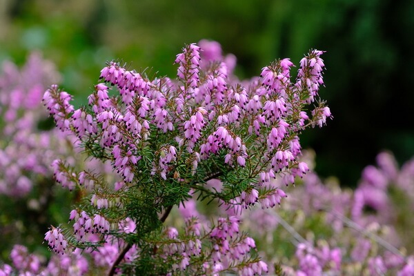 Растения Шотландии с фото, названиями и описанием - Эрика сизая