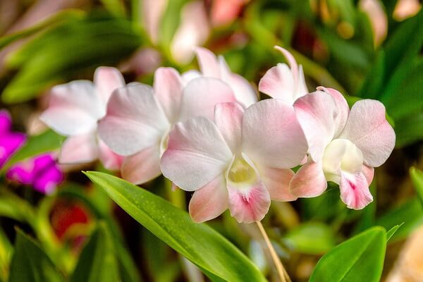 Растения Таиланда с фото и описанием - Орхидеи