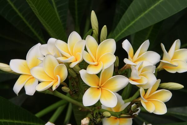 Растения Таиланда с фото и описанием - Плюмерия