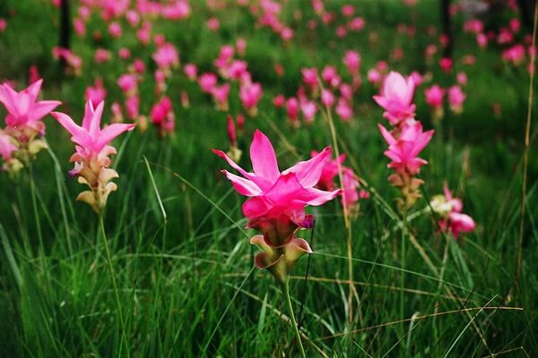 Растения Таиланда с фото и описанием - Крачиао или патумма («Сиамский тюльпан»)