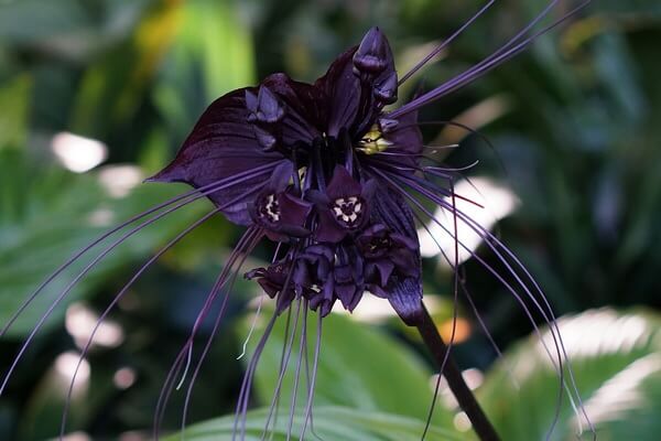 Растения Таиланда с фото и описанием - Такка Шантрье или «Цветок летучей мыши»