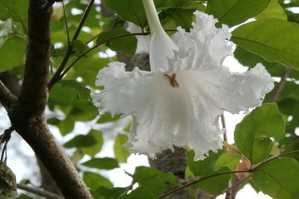 Растения Таиланда с фото и описанием - Мангровое трубчатое дерево (Dolichandrone spathacea) или туи