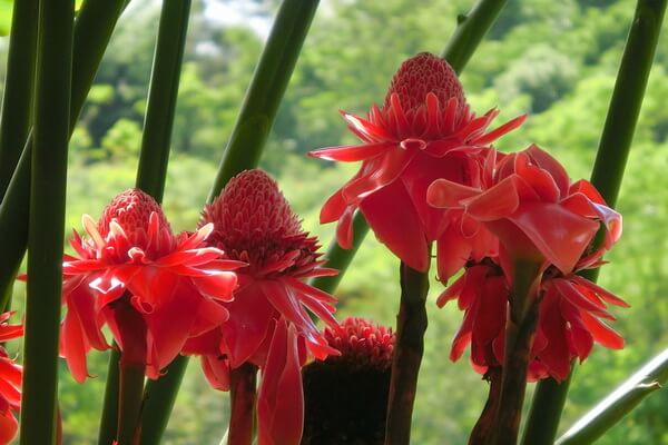Растения Таиланда с фото и описанием - Этлингера высокая
