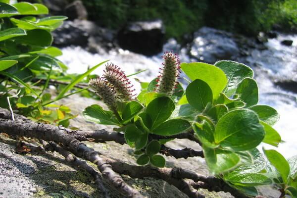 Тундровые растения с фото и описанием - Ива арктическая (Salix arctica)