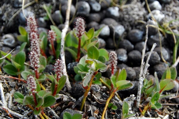 Растения тундры с фото и описанием - Ива арктическая (Salix arctica)