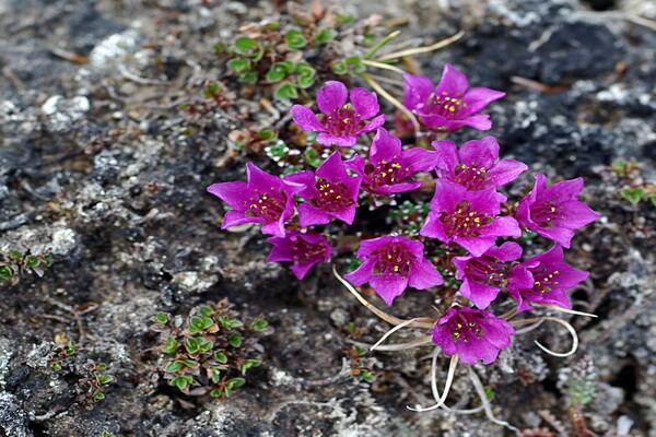 Цветы тундры с фото и описанием - Камнеломка супротивнолистная (Saxifraga oppositifolia)