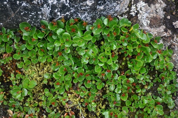 Растения тундры с фото и описанием - Ива травянистая (Salix herbacea)