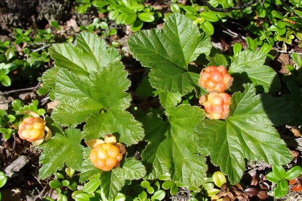 Ягоды тундры с фото и описанием - Морошка (Rubus chamaemorus)