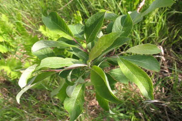 Растения тундры с фото и описанием - Ива плосколистная (Salix planifolia)