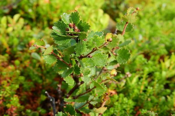 Тундровые растения с фото и описанием - Берёза карликовая (Betula nana)