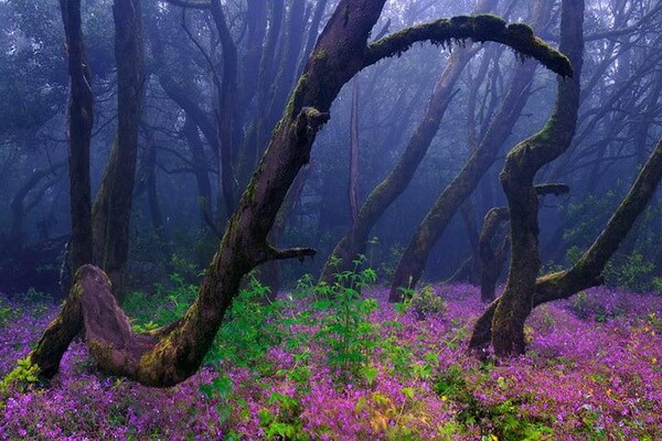 Волшебный лес Гарахонай в Испании