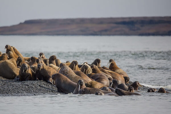 Места, где обитают моржи - Море Лаптевых, Россия