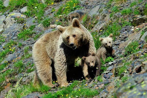 Горные животные с фото и описанием - Бурый медведь