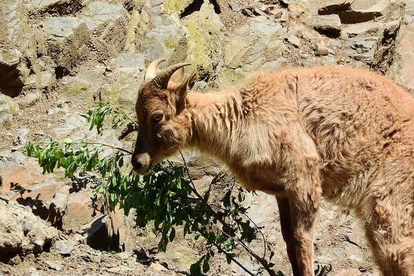 Горные животные с фото и описанием - Гималайский тар