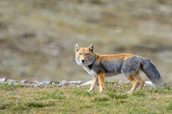 Горные животные с фото и описанием - Тибетская лисица