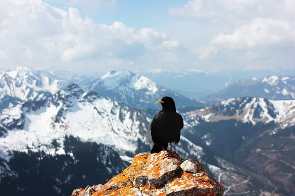 Горные птицы с фото и описанием - Альпийская галка