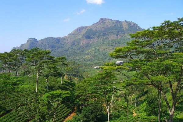 Самые высокие горы Шри-Ланки с фото и описанием - Пидуруталагала 