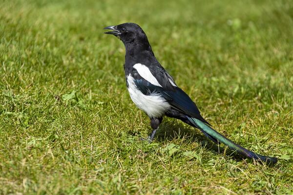 Самые говорящие птицы с фото и описанием - Европейская сорока