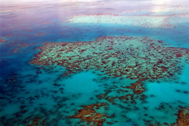Большой Барьерный риф Австралии - фото, описание, фауна