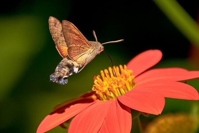 Языкан обыкновенный - фото и описание бабочки-колибри