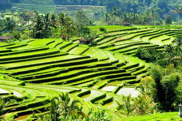 Рисовые террасы Джатилувих на Бали - красивые фото
