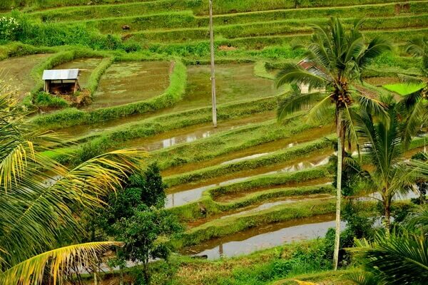 Рисовые поля Джатилувих на Бали