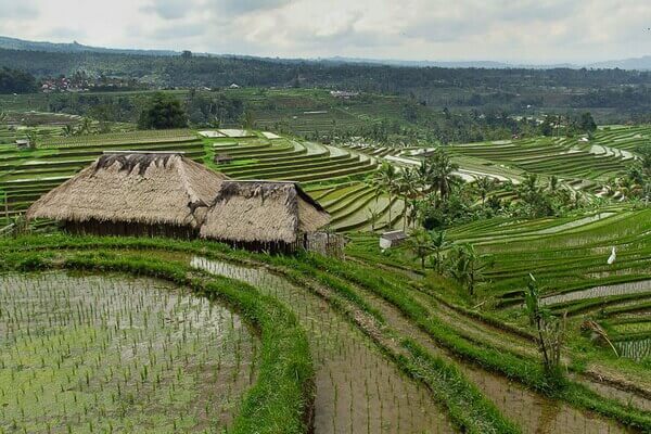 Джатилувих - рисовые поля Индонезии