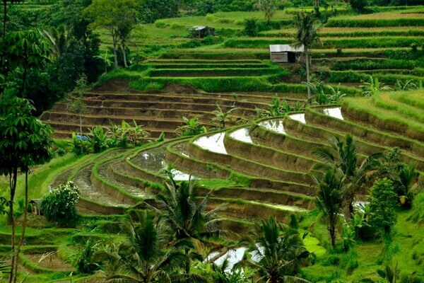 Джатилувих - рисовые поля Бали
