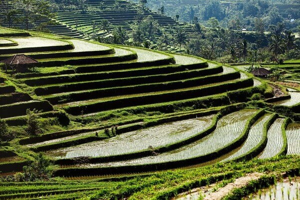 Экскурсии на рисовые поля Индонезии