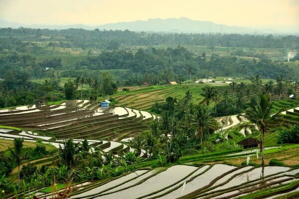 Выращивание риса на Бали
