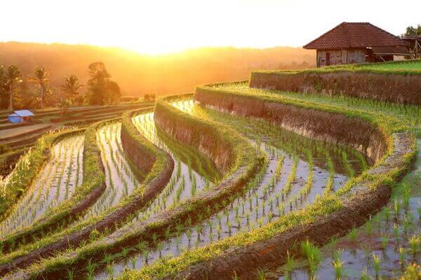 Джатилувих - как добраться на рисовые поля Бали