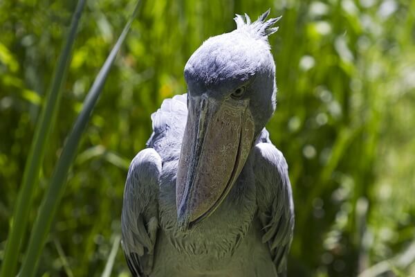 Птица китоглав - фото и описание