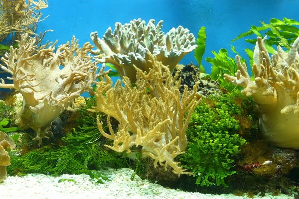 Морские кораллы - научное определение