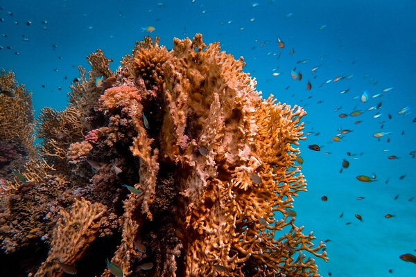 Описание кораллов