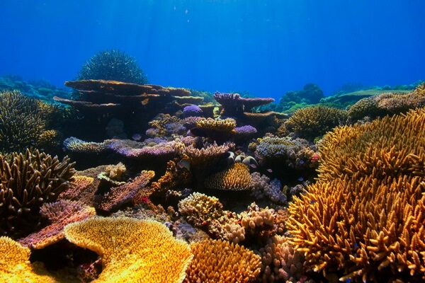 Фото и описание кораллов