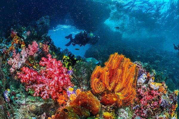 Чем питаются кораллы