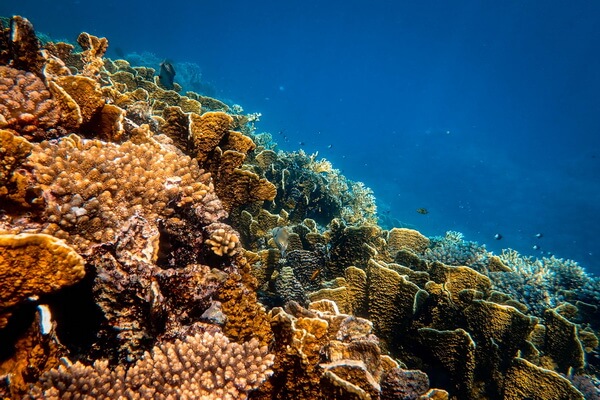 Природные враги и угрозы для жизни кораллов