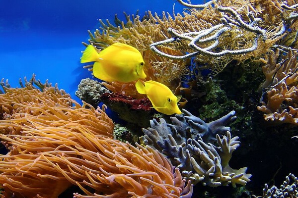 Популяция кораллов в мире