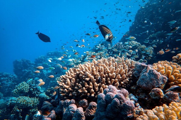 Значение кораллов в природе