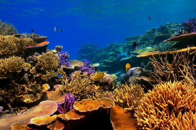 Морские кораллы - фото, описание, интересные факты