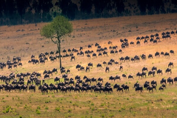 Красивые места Африки с фото и описанием - Национальный парк Серенгети