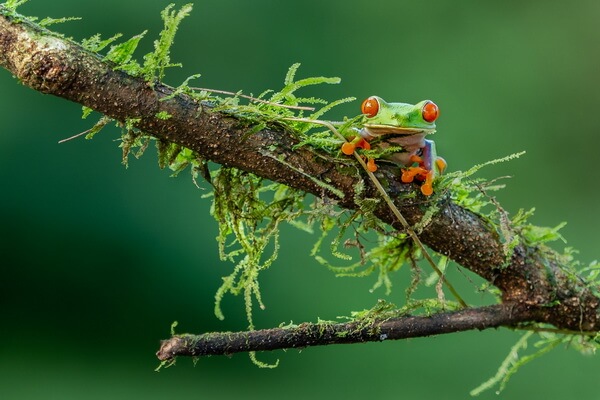 Красноглазая квакша – образ жизни и поведение лягушки