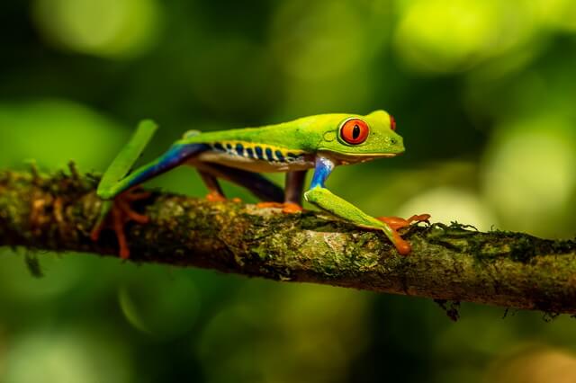 Красноглазая квакша - фото и описание лягушки, интересные факты