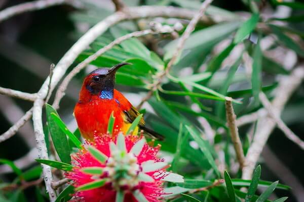 Птицы красного цвета с фото и описанием - Желтоспинная острохвостая нектарница 